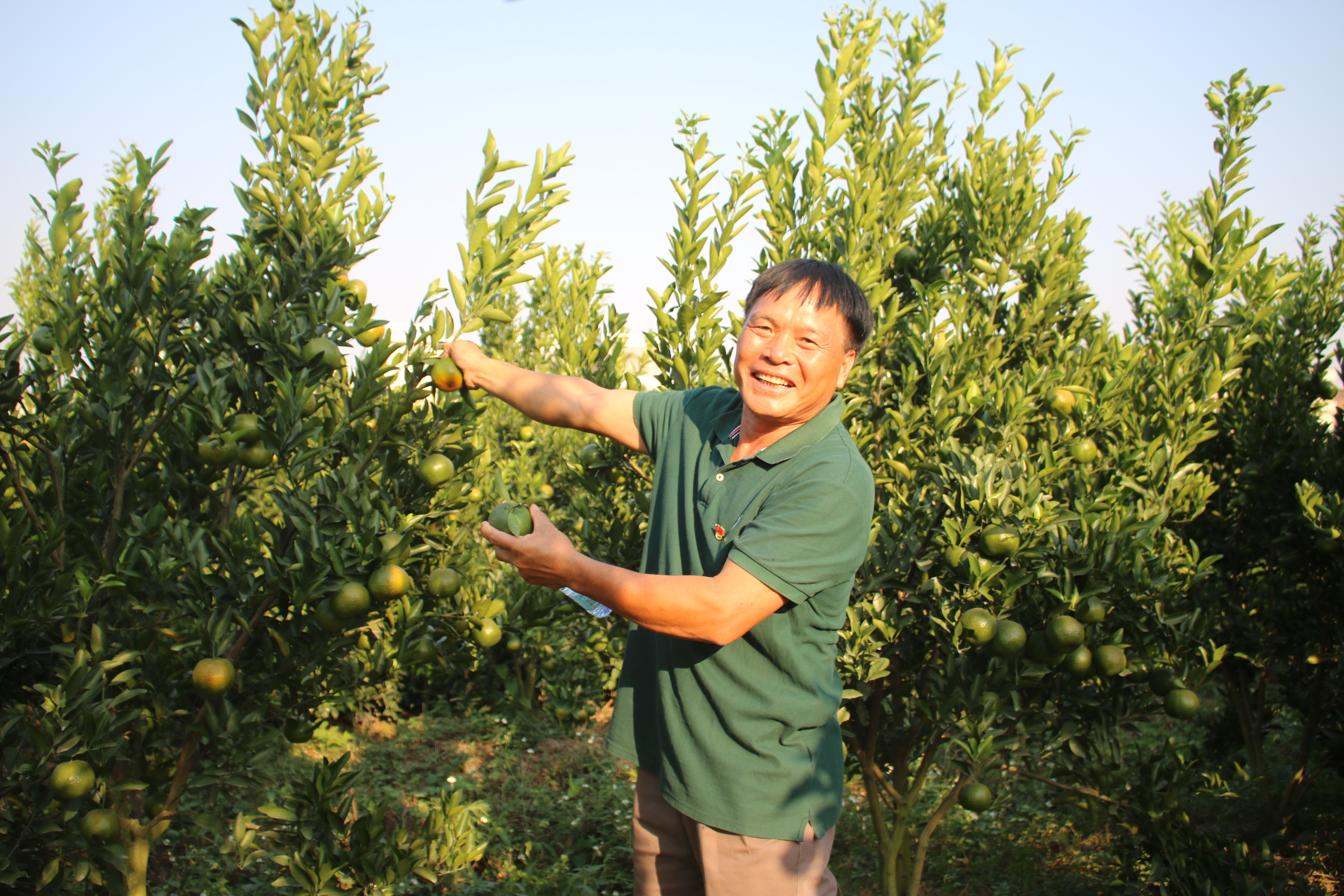 红岭村支部书记、人大代表劳树棋在贵妃柑扶贫种植基地.JPG