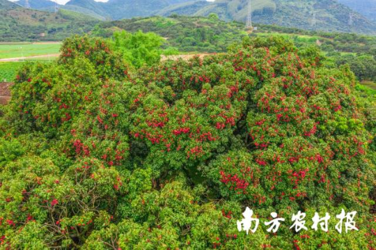 广东荔枝 广东荔枝