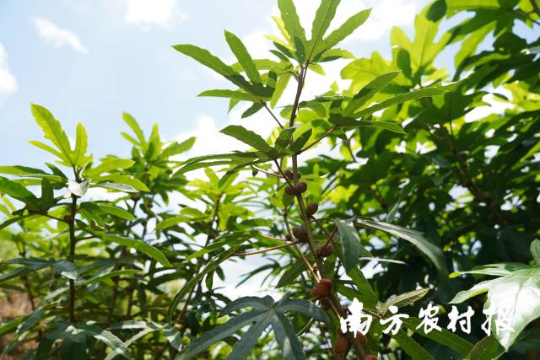 广东河源,五指毛桃成致富“金手指”。 广东河源,五指毛桃成致富“金手指”。