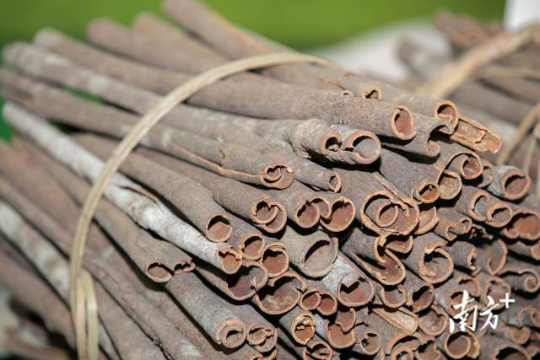 罗定肉桂撬动20亿产值 罗定肉桂撬动20亿产值