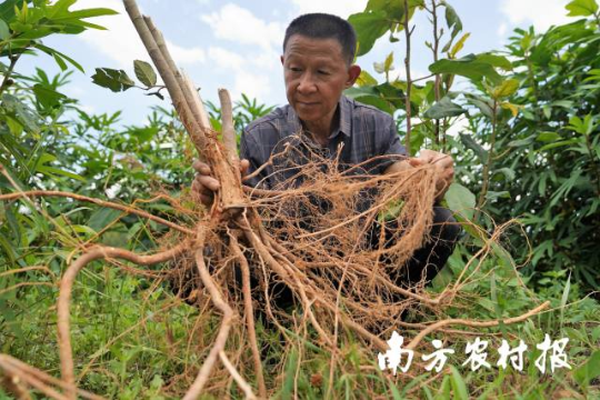 五指毛桃食药同源,市场供不应求。 五指毛桃食药同源,市场供不应求。