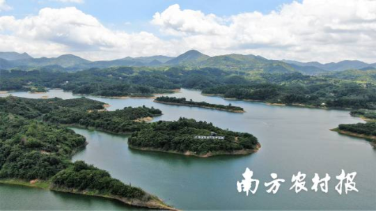 河源市生态茶林 河源市生态茶林