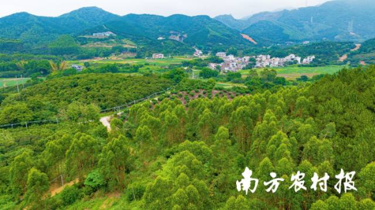 惠东绿棋楠成为前景可期的沉香“新贵” 惠东绿棋楠成为前景可期的沉香“新贵”