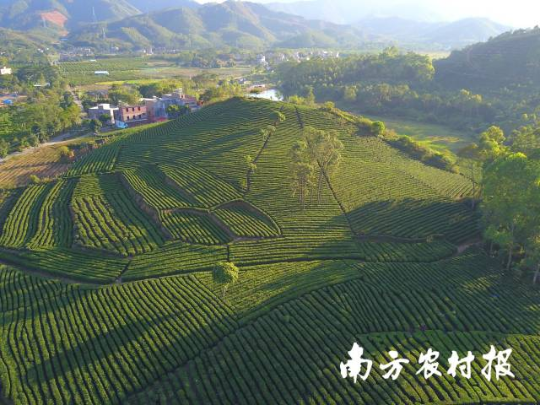 惠州茶园 惠州茶园