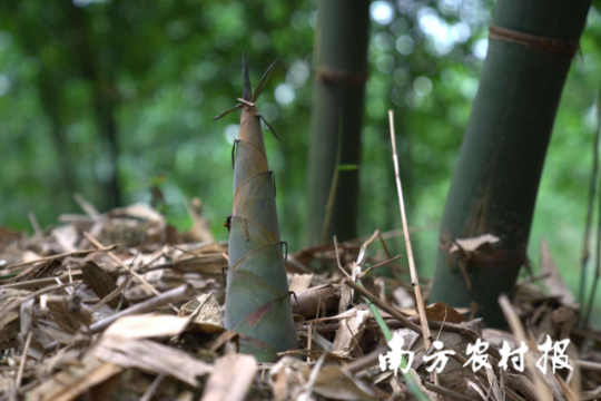 英德麻竹笋产值超40亿元 英德麻竹笋产值超40亿元