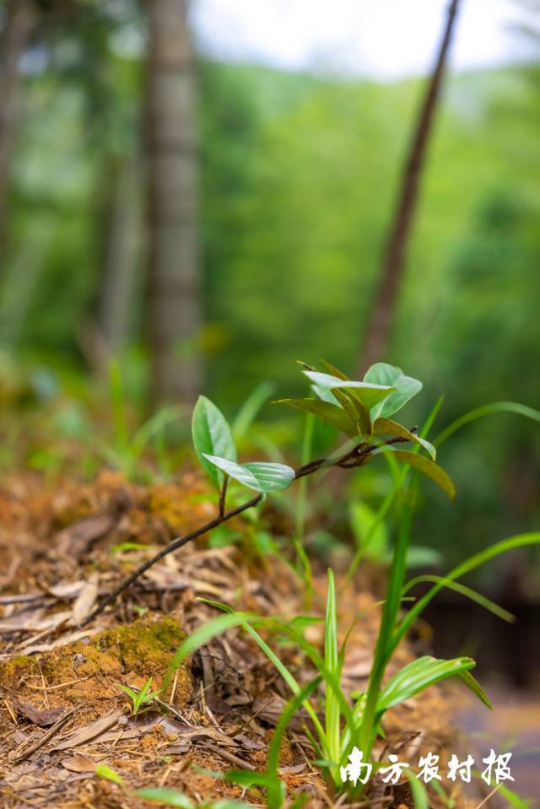梅州蕉岭毛竹 梅州蕉岭毛竹
