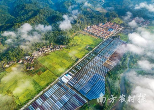 广州从化区吕田镇狮象村产业兴农 广州从化区吕田镇狮象村产业兴农