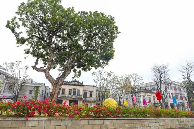 这棵龙眼树是游客眼中的网红爱心树,更是黄氏家族的乡愁树。 图片