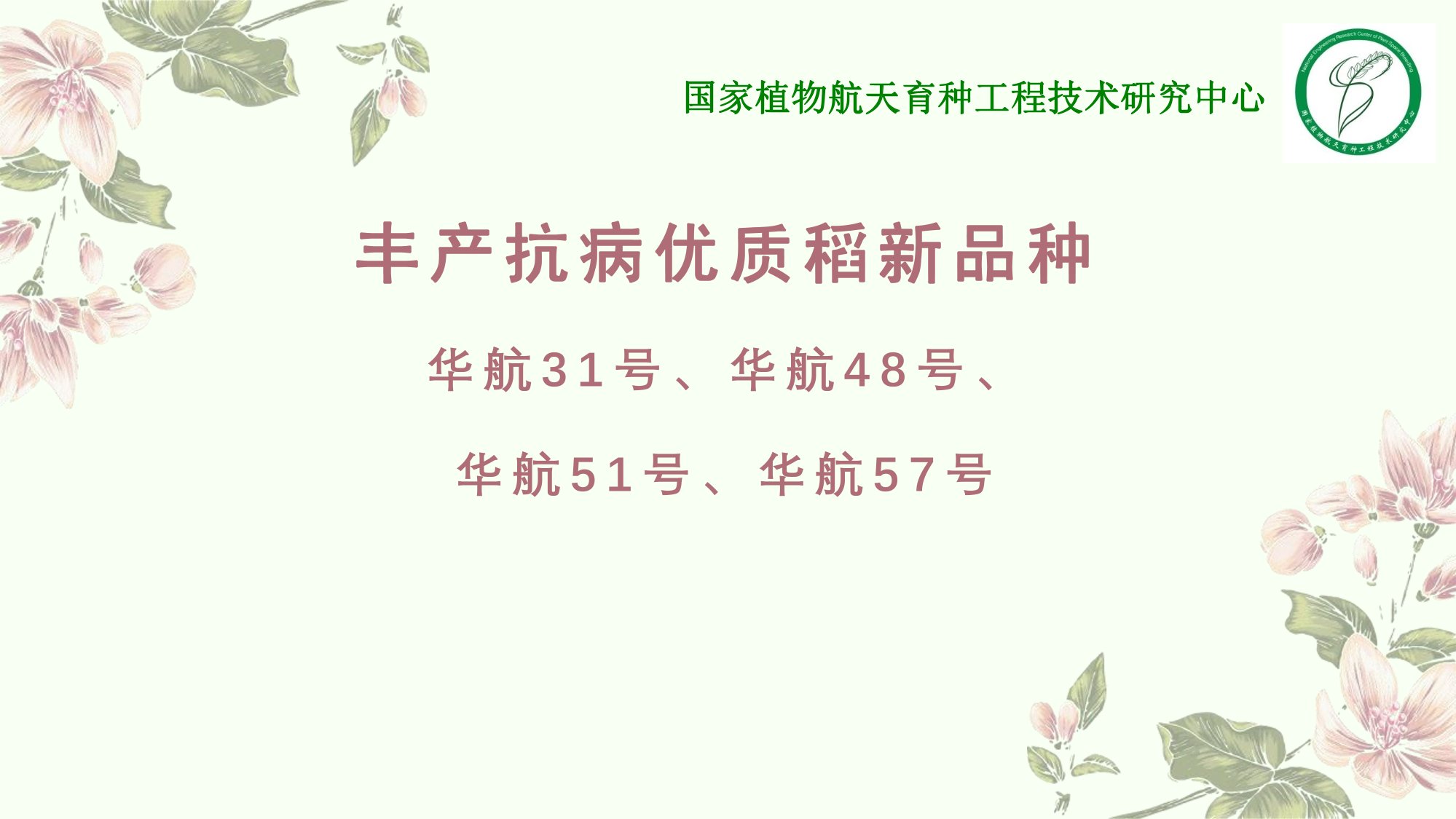 优质丰产抗病香型丝苗米品种-华航香银针-华航31号等品种简介-5.jpg