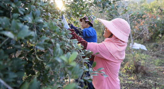 韶关油茶迎丰收。