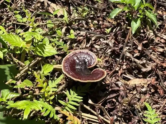 南丰镇万亩灵芝谷里仿野生种植的灵芝。肇庆市融媒体中心记者 夏紫怡 摄 南丰镇万亩灵芝谷里仿野生种植的灵芝。肇庆市融媒体中心记者 夏紫怡 摄