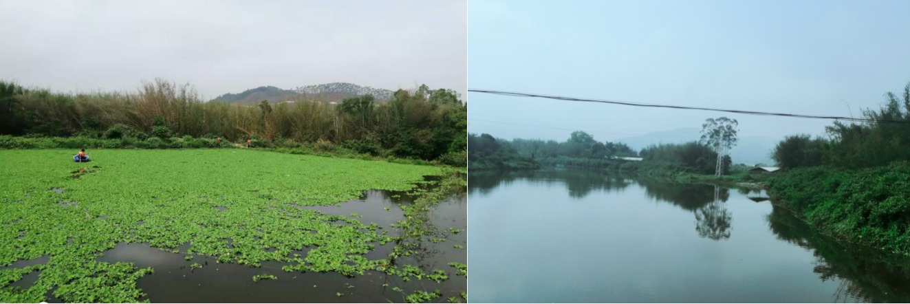 清理河道漂浮物前后对比图.jpg