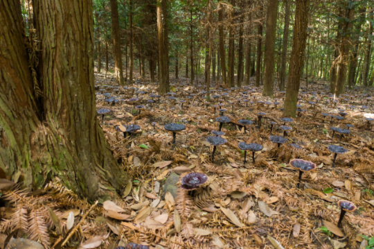 农户在林下仿野生种植灵芝 