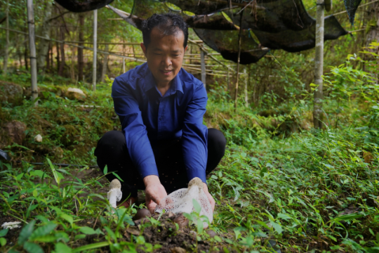 农户在林下仿野生种植竹荪、松茸等珍贵食用菌