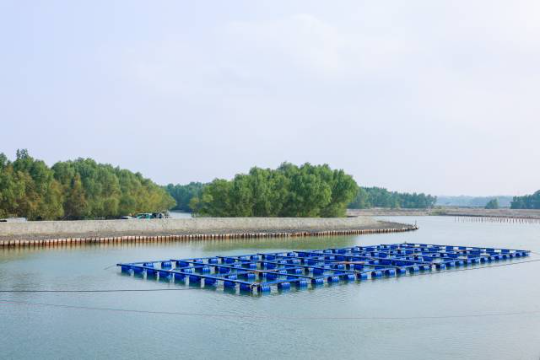 雷高镇正在大力推动红树林保护与水产养殖耦合发展。（程麒 摄）