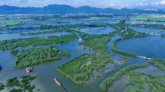 惠东县用十年时间将破碎化的红树林斑块培育成万亩连片湿地。（彭华 摄）