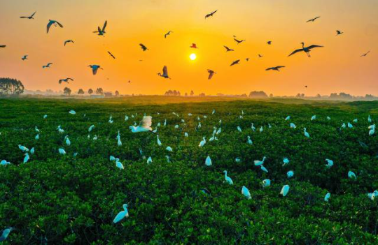 珍稀飞禽云集，湛江红树林成“鸟的天堂”。