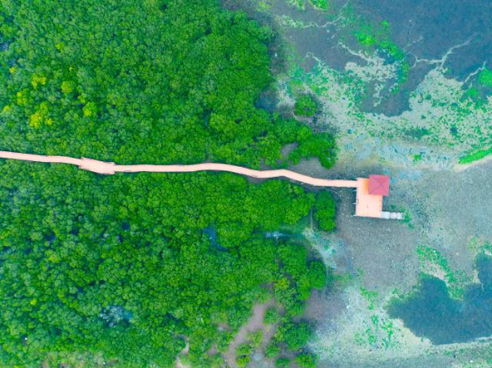 湛江特呈岛生长着全球罕见的红树林古树群。（蓝东旭 摄）