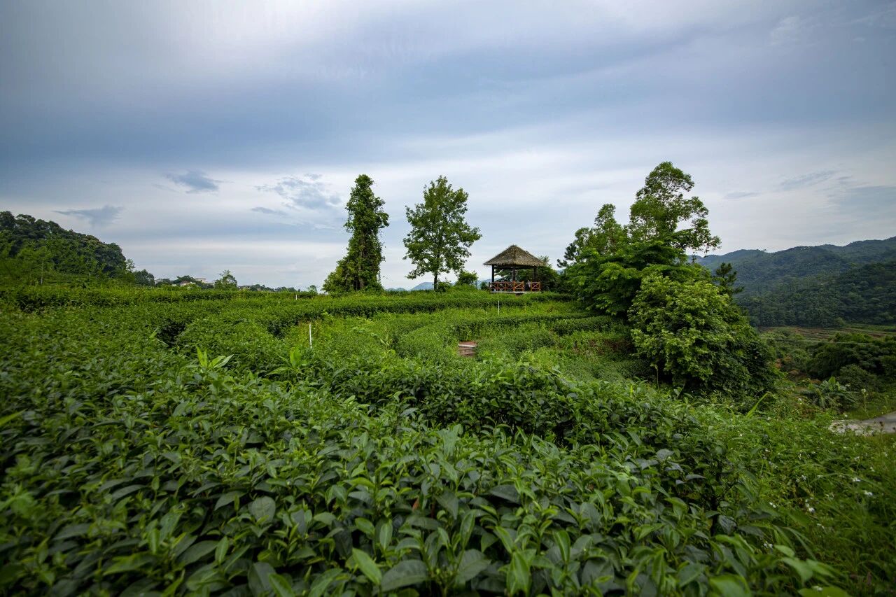 喜报！天露仙源获批省级科技专家工作站，开平总量江门县级市第一