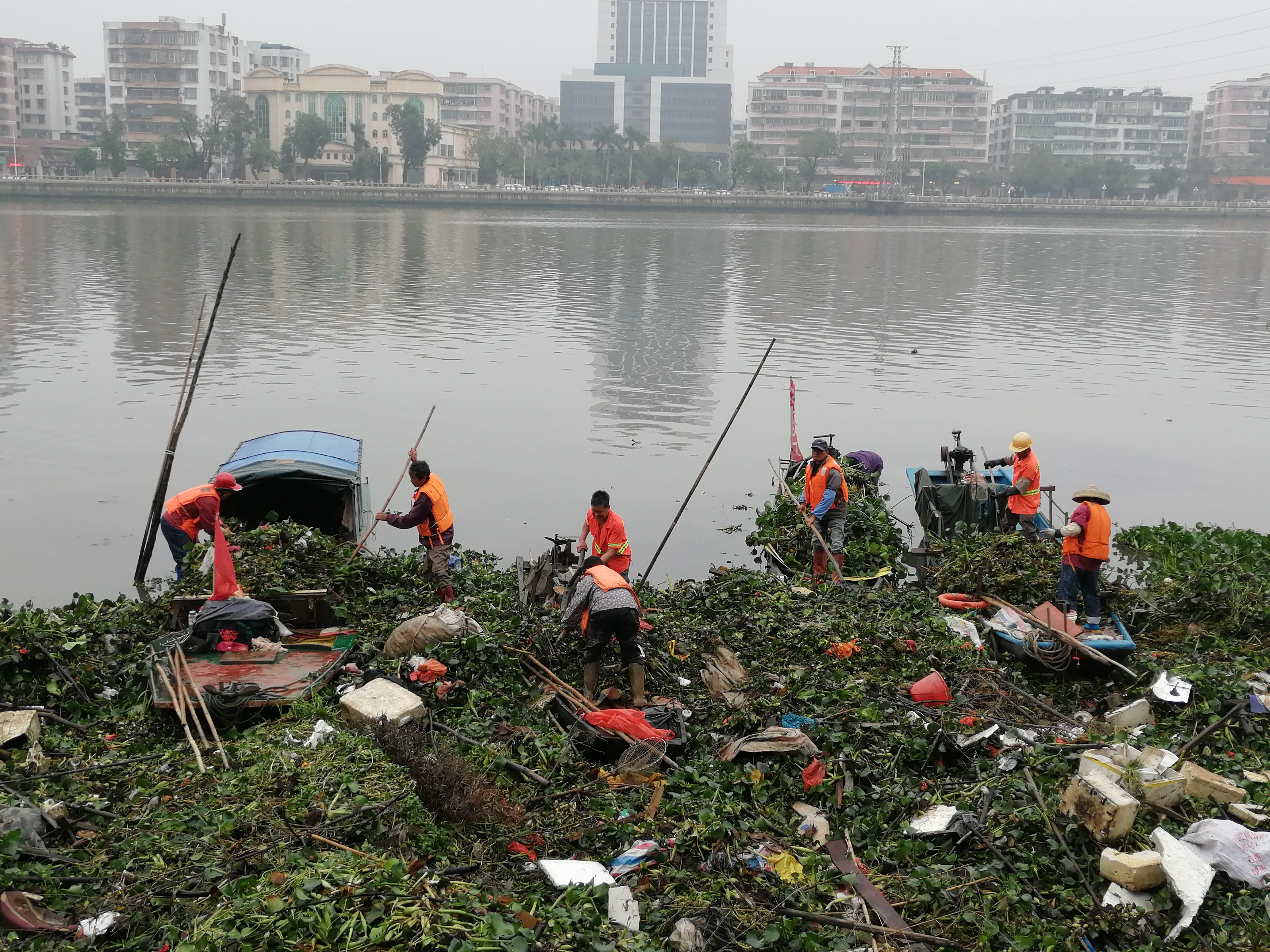 苍江打捞水浮莲_20190308154356.jpg 苍江打捞水浮莲_20190308154356.jpg